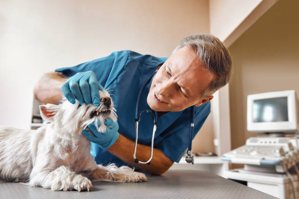 Best Same-Day Emergency Dental Services in Cold Spring Harbor, NY